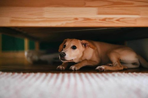 nguồn gốc của chạn vương là gì